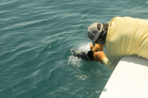 Dave Reinhart, from, VA, caught and released this estimated 130 to 140-pound tarpon after a hard fought battle while fishing the coastal gulf with Capt. Rick Grassett.