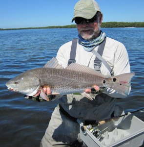Capt. Rick Grassett caught and released this nice Sarasota Bay red on a Grassett Flats Minnow fly.