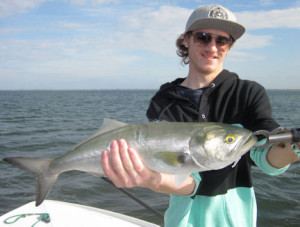Alex Smith, from MI, caught and released this nice bluefish on a top water plug while fishing Sarasota Bay with Capt. Rick Grassett in January.